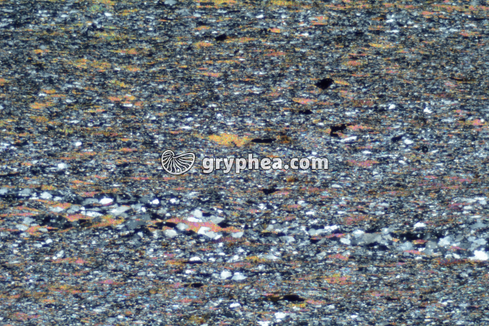 Schiste à biotite LPA x6,3 - gryphea.org